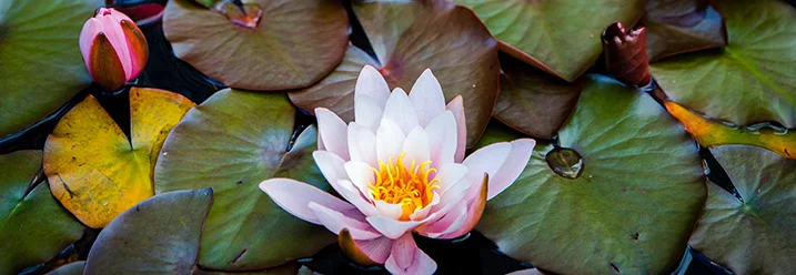 Seerose mit gelbem Blütenstempel